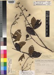 Image result for Vahadenia laurentii