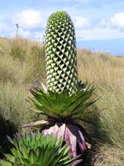 Image result for Oreophyton falcatum