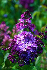 Pin By Noelle Bales On Purple Unusual Flowers Pretty Flowers Lilac
