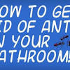 The kitchen can be a challenging place to get rid of ants since there are so many sources of food. 1