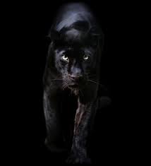 Dead Ice Nathaniel Siyah Jaguar Hayvan Fotografciligi Siyah Panter