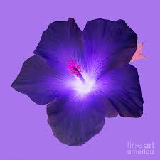 A blog about embroidery, crochet, knitting, sewing, craft work with lots and lots of 25 beautiful illustrated flower drawing ideas. Deep Purple Hibiscus Flower On Purple Background Photograph By Rosemary Calvert