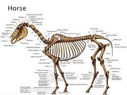 Flat, long, short, irregular, and sesamoid. Comparative Anatomy Of Forelimb Of Camel Ox And Horse