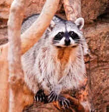 You might want to know what they eat so you can feed some stray raccoons or maybe you want to keep food out of sight to prevent them from coming onto your property. Twenty Essential Facts About Raccoons Pest Control Products