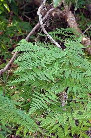 Image result for Histiopteris