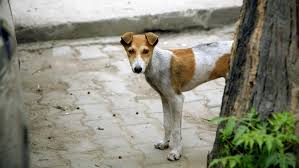 .gebrauchshund hatzhund haushund hetzhund himmelhund hirtenhund hofhund höllenhund hühnerhund hundebox, wenn ein hund ins haus kommt, egal ob ein welpe oder ein lterer hund. Bmel Haus Und Zootiere Regelungen Fur Reisen Mit Hunden Katzen Und Frettchen Innerhalb Der Eu