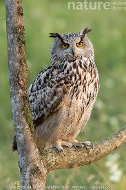 Image result for Bubo