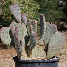 Image result for Opuntia
