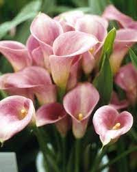 Calla Lily Zantedeschia Rehmannii Z Aethiopica Z Spp Calyx Flowers Inc Calla Lily Flowers Calla Lily Calla Lily Colors