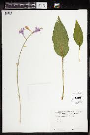 Image result for Eriospermum andongense