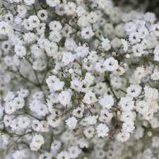 It comes as fresh and. 26 Filler Flowers And Types Of Greenery Fiftyflowers