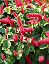 Home, yard and garden, plant disease. 20pcs Cyrtostachys Renda Tree Seeds Bonsai Pot Plant Home Yard Garden Decors Hot Other Seeds Bulbs Home Garden Worldenergy Ae