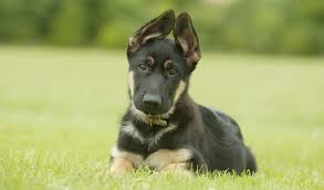 German Shepherd Dog Breed Information These playful, lovable german shepherd puppies are a powerful, intelligent dog breed with a playful yet stern disposition. german shepherd dog breed information