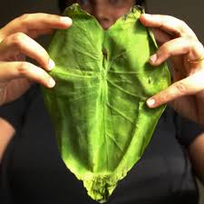 Kochu Pata Paturi - feashts