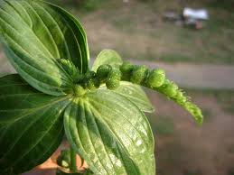 Image result for Spigelia anthelmia