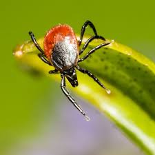 Each dog wears the tick tag, eats 2 garlic tabs per day, gets bathed in the flea and tick soap, and we occasionally will use the spray. What Does A Tick Nest Look Like Photos Of Tick Eggs