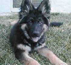 King Shepherd Dog Photo King Shepherd Information And Pictures King Shepherds King Shepherd Shepherd Dog Breeds Dog Breeds