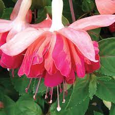 Trailing Fuchsia Giant Orange King Fuchsia Flowers Fuchsia Plant Fuchsia