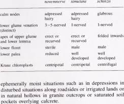 Image result for Panicum novemnerve