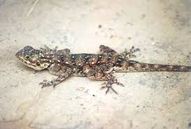 The government employees insurance company is an american auto insurance company with headquarters in chevy chase, maryland. Gecko Medienwerkstatt Wissen C 2006 2021 Medienwerkstatt