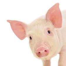 Zoophilli avec 1 cochon : Sexe Des Betes Curiosite Sexuelles Du Monde Animal Doctissimo