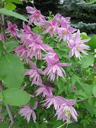 We did not find results for: Clematis Clematis Macropetala Markham S Pink In The Clematis Database Garden Org