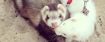 Think of the ball pit at kid's play areas, but for ferrets. Ferret Enrichment Ideas 11 Easy Ways To Keep Your Pet Busy