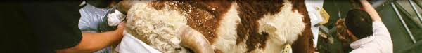 So we're trying to find those patients. Long Term Survival In A Cat With Pancreatic Carcinoma And Splenic Involvement After Surgical Excision