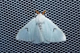 昆虫写真図鑑 ムシミル