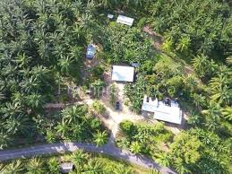 Kalau ingin menginap di tawau untuk beberapa hari, begitu banyak hotel dari yang bertaraf 5 bintang hingga ke rumah penginapan yang berbajet rendah. 110 Acres Land Merotai Tawau Palm Oil For Sale Freshproperty Co