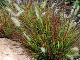 Native ornamental grasses require little water, reduced maintenance, and help cultivate an overall healthy environment for other native plants, animals and insects. Pin On Gartengestaltung