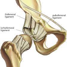 Hip ligaments and tendons, tough, fibrous tissues that bind bones to bones and muscles to bones; Capuslar Ligaments Of The Hip Download Scientific Diagram