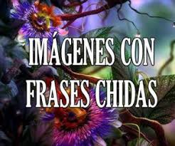 Si estás buscando las mejores imágenes chidas para descargar gratis, llegaste al lugar indicado. Imagenes Chidas Chingonas Perronas Con Frases De Amor Y De Todo