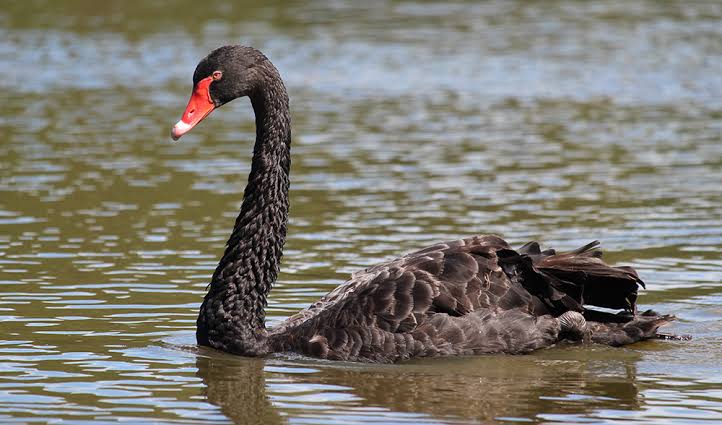 Mga resulta ng larawan para sa Black Swan found in Australia"