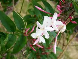 Image result for Jasminum polyanthum
