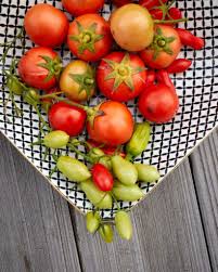 Deine tomatenpflanzen wachsen munter und werden dabei auch immer breiter. Tomaten Aussaen So Gelingen Kraftige Pflanzen Parzelle94 De