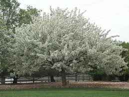 We did not find results for: Crabapple Treebrowser