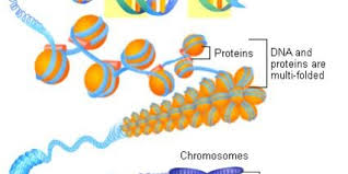 Most eukaryotic chromosomes include packaging proteins called histones which, aided by chaperone proteins, bind to and condense the dna molecule to maintain its integrity. à¸Š à¸§à¸§ à¸—à¸¢à¸² à¸ž à¸™à¸˜ à¸à¸£à¸£à¸¡ à¹‚à¸„à¸£à¹‚à¸¡à¹‚à¸‹à¸¡à¹€à¹€à¸¥à¸°à¸ªà¸²à¸£à¸ž à¸™à¸˜ à¸à¸£à¸£à¸¡ à¸¡ 4 Tuemaster à¹€à¸£ à¸¢à¸™à¸­à¸­à¸™à¹„à¸¥à¸™ à¸¡ à¸›à¸¥à¸²à¸¢