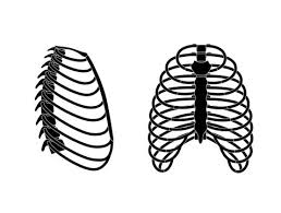 Your ribs provide a rigid protective cage that safeguards your heart and lungs. Rib Cage Anatomy Photos Royalty Free Images Graphics Vectors Videos Adobe Stock