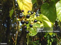 Image result for Cissus integrifolia