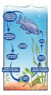 Pin By Thanasit Wongs On Trout In The Classroom Nitrogen Cycle Aquarium Fish Freshwater Aquarium