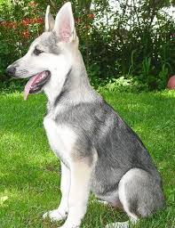 Black And Silver German Shepherd Puppies For Sale In Ohio German Shepherd Silver And Black Taya At 15wks German Shepherd Dogs German Shepherd Puppies Silver Sable German Shepherd