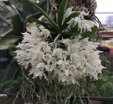 Image result for Mystacidium