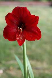 Pin By Tiffany Malthaner On Wedding Style Amaryllis Flowers Beautiful Flowers Amaryllis Bulbs