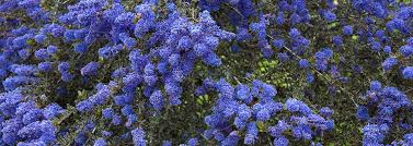 Maybe you would like to learn more about one of these? Ceanothus Blue Sapphire Pvr Protected