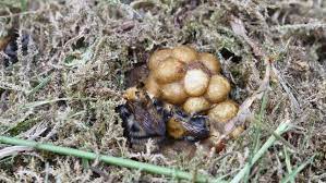 Tions or stacks of firewood. Bumble Bee In Nest Stock Footage Video 100 Royalty Free 17233159 Shutterstock