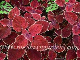 Image result for Coleus sylvestris