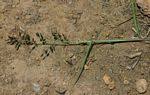 Image result for Eragrostis sclerantha