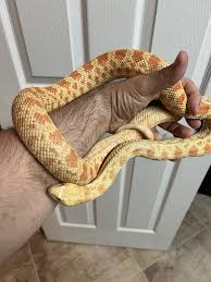 Bull snake morphs