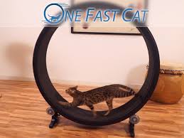 One Fast Cat Exercise Wheel I Would Love To Get One Of These For Snirv And Rams Cat Exercise Wheel Cat Exercise Wheel Diy Cat Exercise